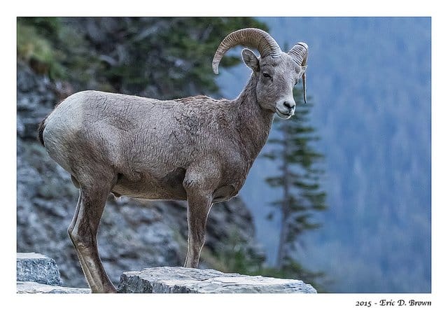Foto Friday - Big Horn Sheep at Logan Pass
