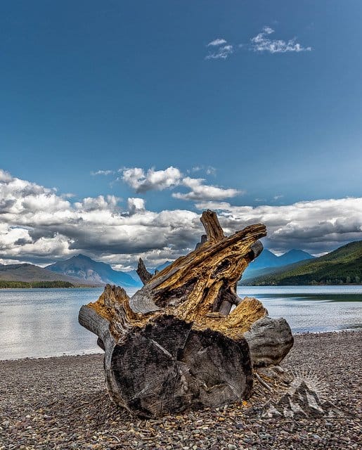 Foto Friday - Weathered Stump on Lake McDonald