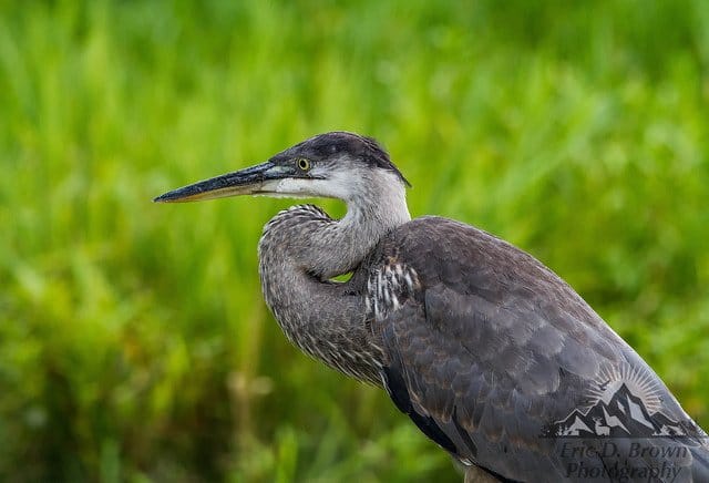 Foto Friday - Great Blue Heron in Profile