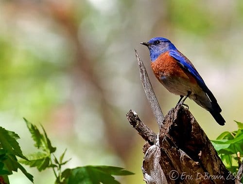 Foto Friday - Bluebird at Zion National Park