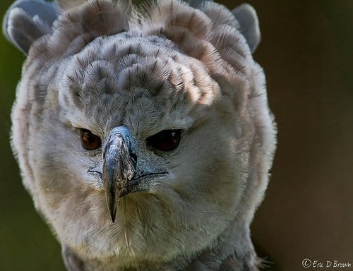 Foto Friday - Harpy Eagle in the Dallas Zoo