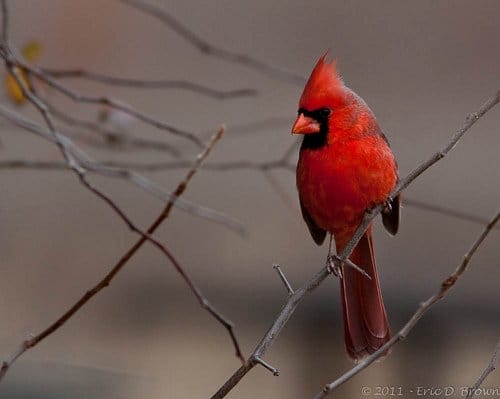 Foto Friday: Yet another Cardinal