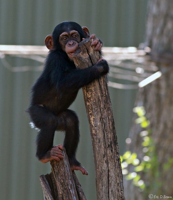 Foto Friday - Baby Chimp