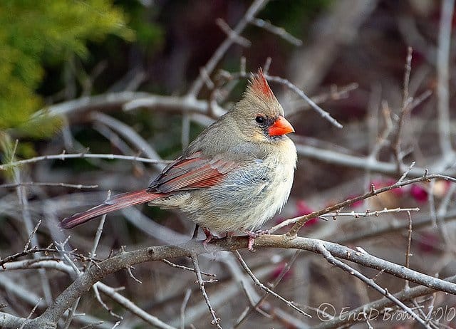 Foto Friday - A Plump Female Cardinal
