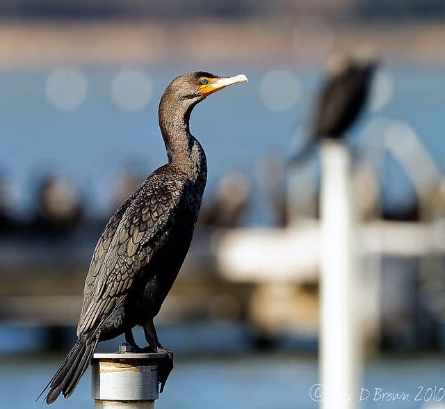 Foto Friday - Double-Crested Cormorant