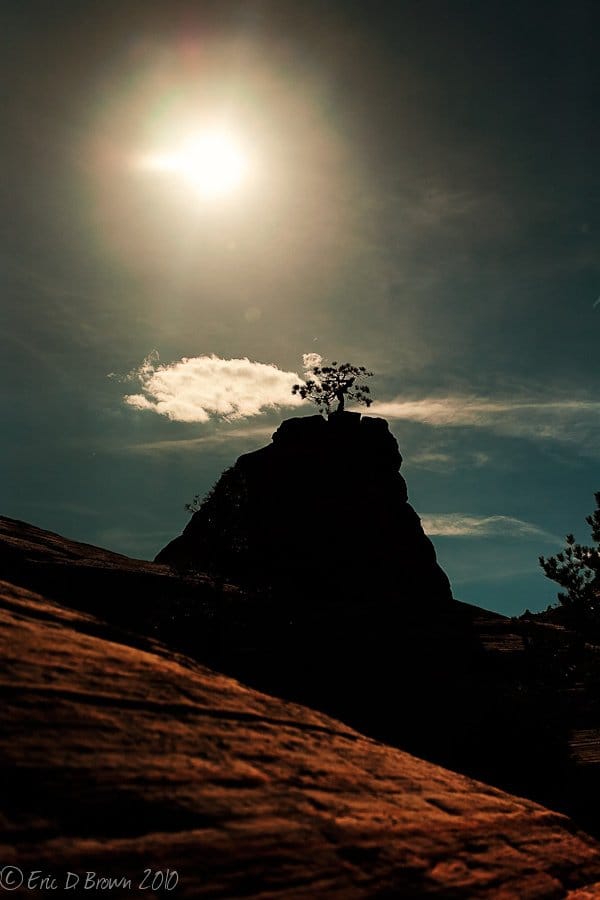 Foto Friday - Bent Tree, Zion National Park