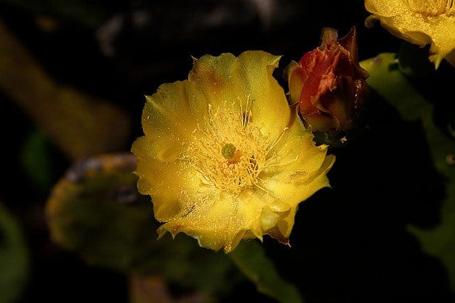 Foto Friday - Cactus Flower