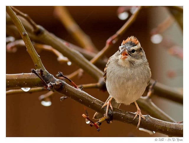 Foto Friday - Sparrow in the Rain