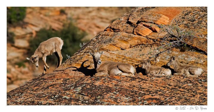 Foto Friday - Big Horn Sheep - Mom and Kids