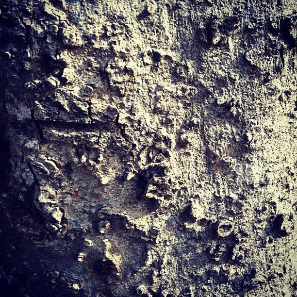 Foto Friday - Tree Bark