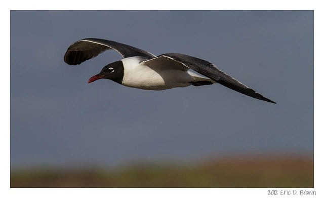 Foto Friday - Flying Gull
