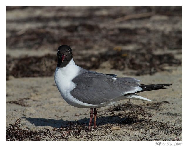 Foto Friday - Laughing Gull