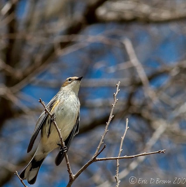 Foto Friday - Yellow Rumped Warbler