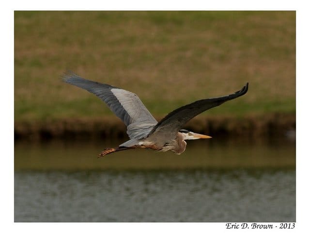 Foto Friday - Great Blue Heron in Flight