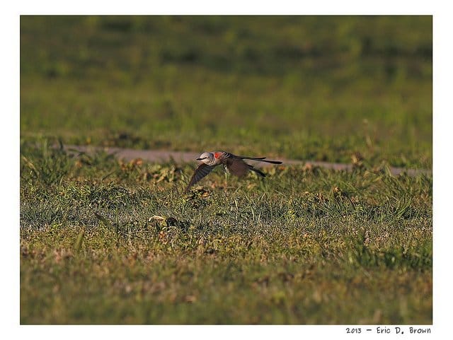 Foto Friday - Scissor-tailed Flycatcher