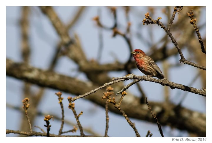 Foto Friday - Red-Headed House Finch