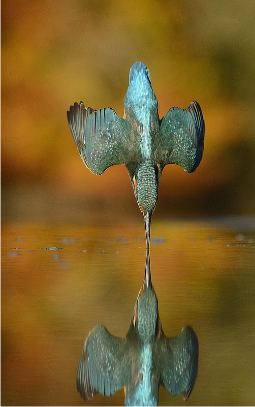 Alan McFadyen's "Perfect" Kingfisher shot