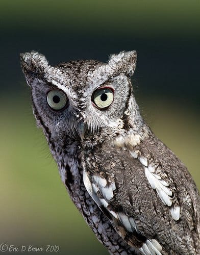Foto Friday - Eastern Screech Owl