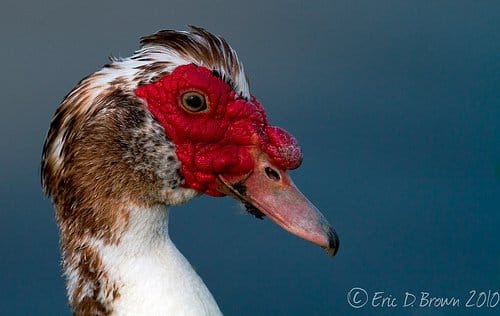 Foto Friday - Musckovy Duck