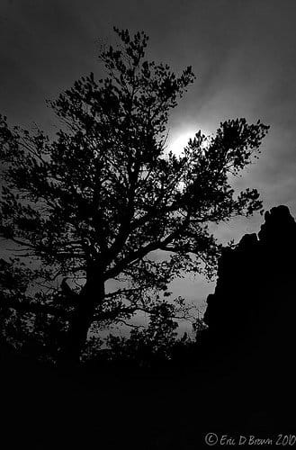 Foto Friday - Tree and Sun in Black & White