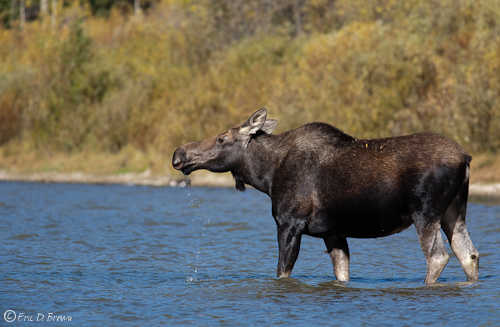 Foto Friday - Moose in The Tetons