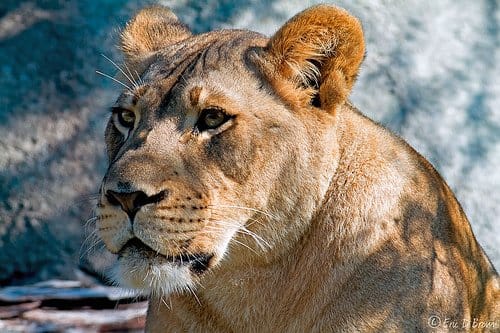 Foto Friday - Dallas Zoo Lioness