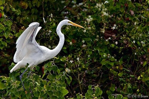 Foto Friday – Great Egret Stretching