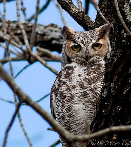 Foto Friday - Great Horned Owl