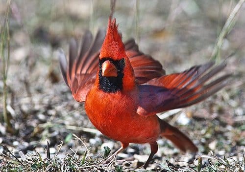 Foto Friday - Cardinal Taking Flight