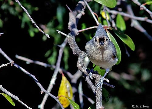 Foto Friday: Tufted Titmouse...you lookin at me?