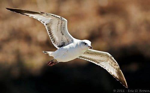 Foto Friday - Seagull in Flight