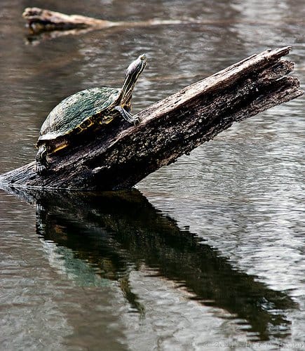 Foto Friday - Turtle Sunning