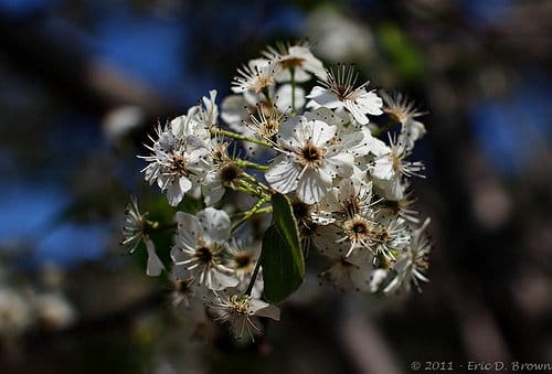 Foto Friday - Pear Tree Blooms