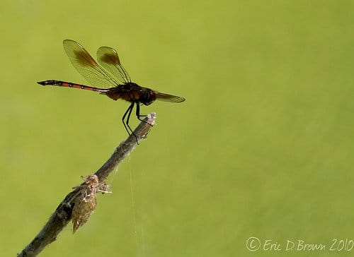 Foto Friday - Dragonfly on Green