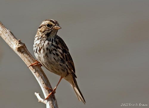 Foto Friday - Song Sparrow