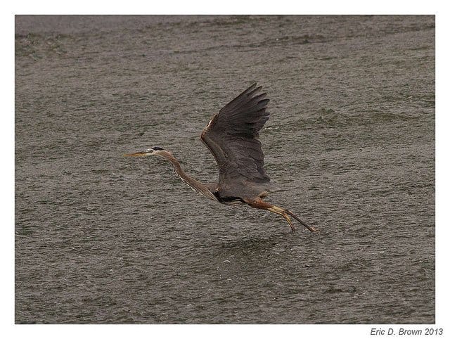 Foto Friday - Great Blue Heron taking off