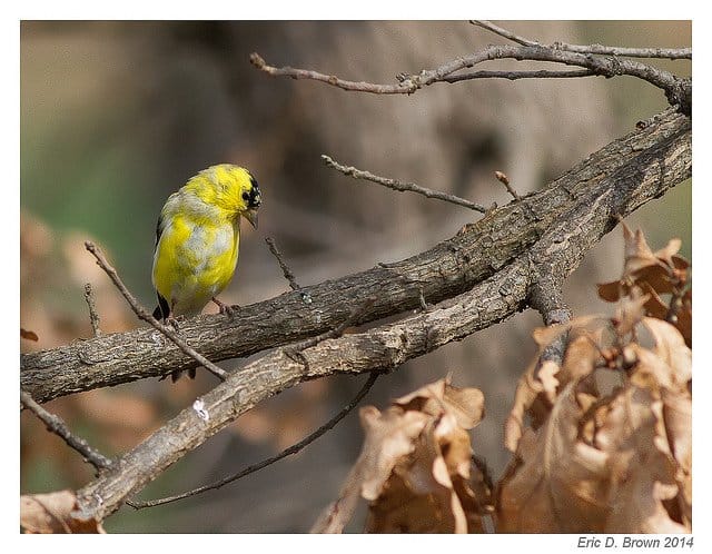 Foto Friday - Backyard Goldfinch