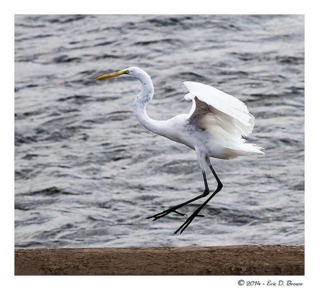 Foto Friday - Egret coming in for a landing