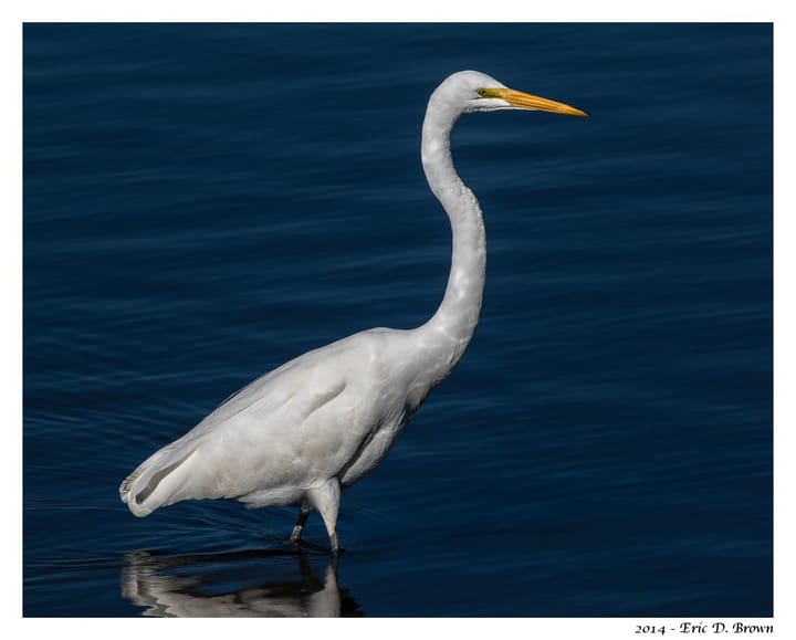 Great White Egret with Reflections