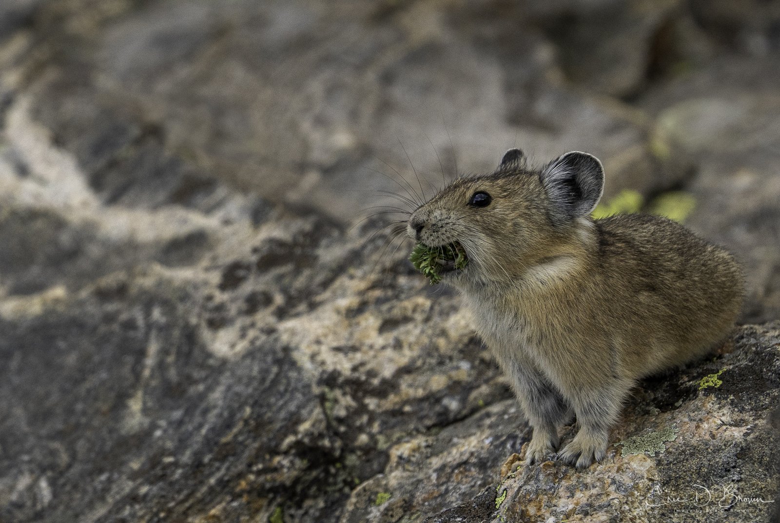Foto Friday: Pika Gathering Food for Winter