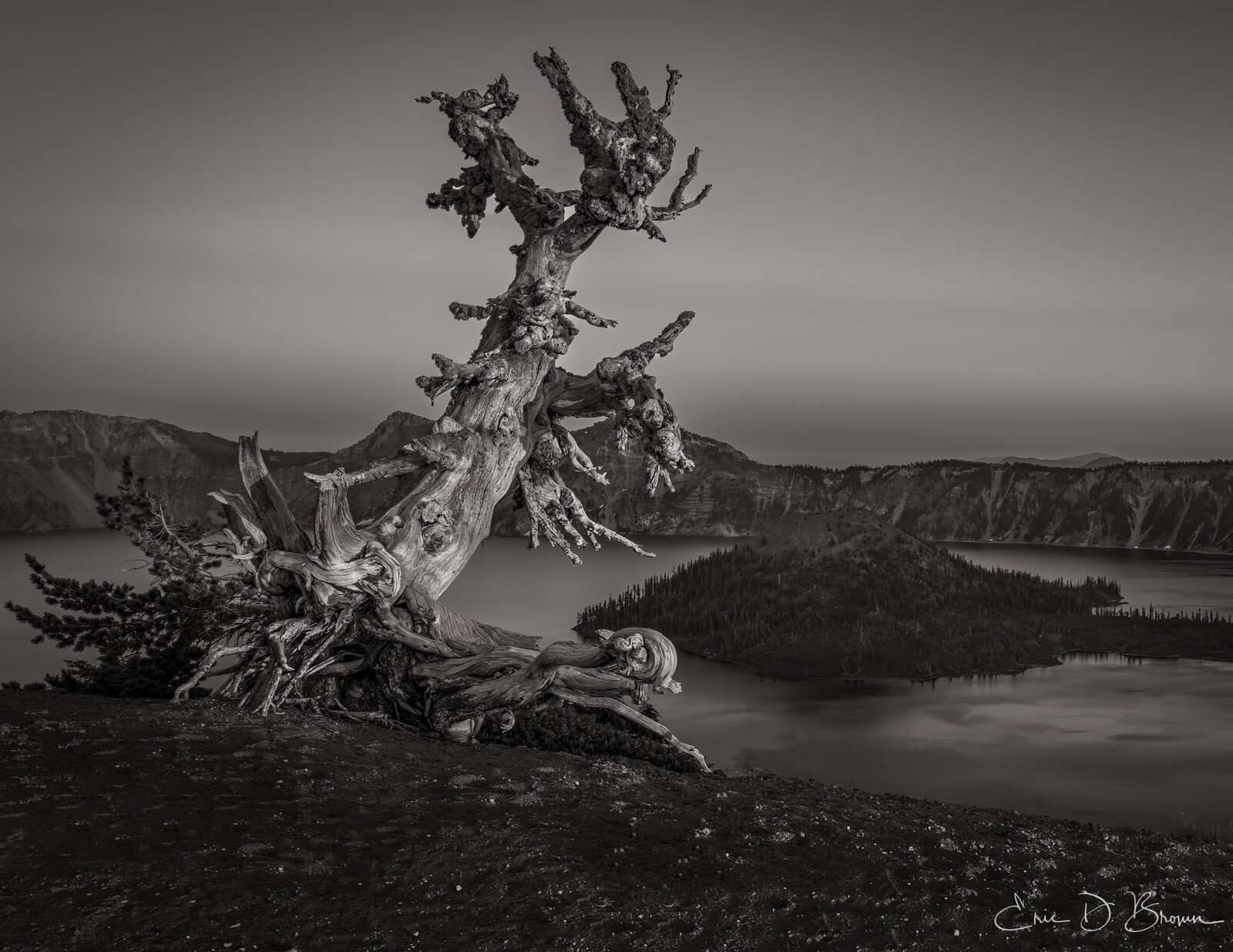 Foto Friday: The Lone Tree