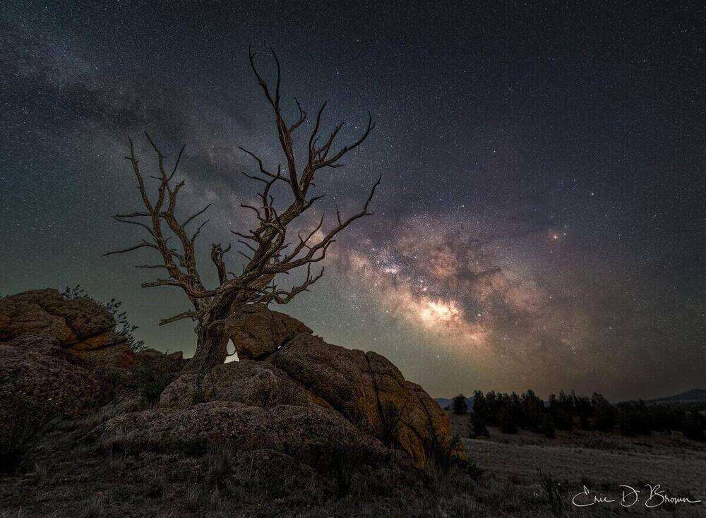 Milky Way over a dead tree
